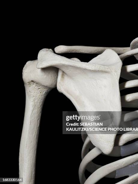 skeletal shoulder, illustration - scapula stock illustrations