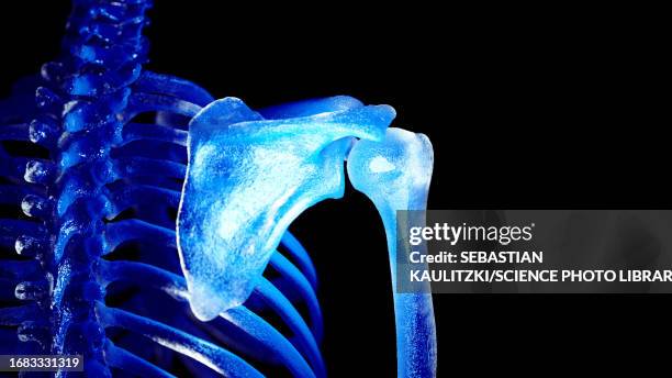 skeletal shoulder, illustration - acromion stock illustrations