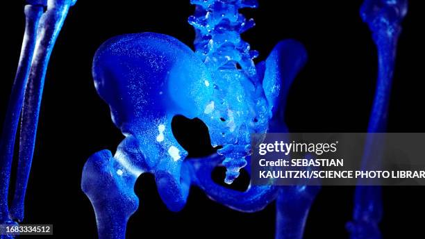 sacrum, illustration - vertebrae stock illustrations