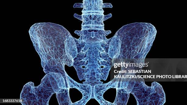 sacrum bones, illustration - femur stock illustrations