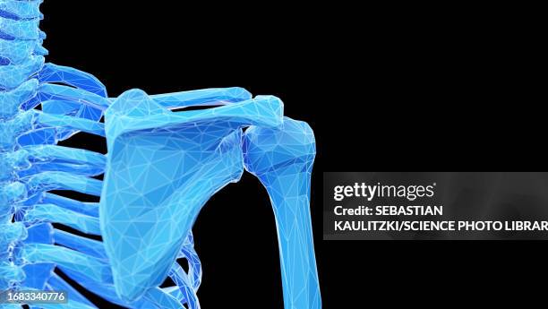 shoulder bones, illustration - acromion stock illustrations