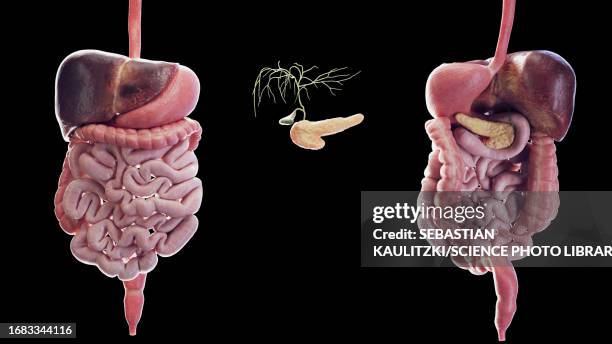 digestive system, illustration - anal stock illustrations