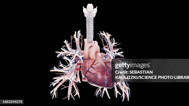 ilustraciones, imágenes clip art, dibujos animados e iconos de stock de cardiopulmonary system, illustration - vena pulmonar