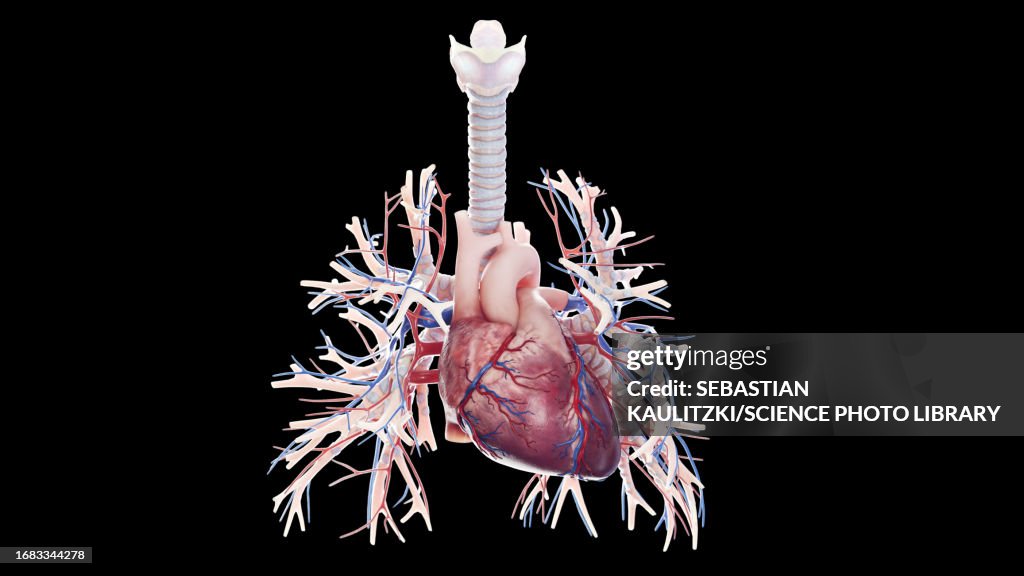 Cardiopulmonary system, illustration