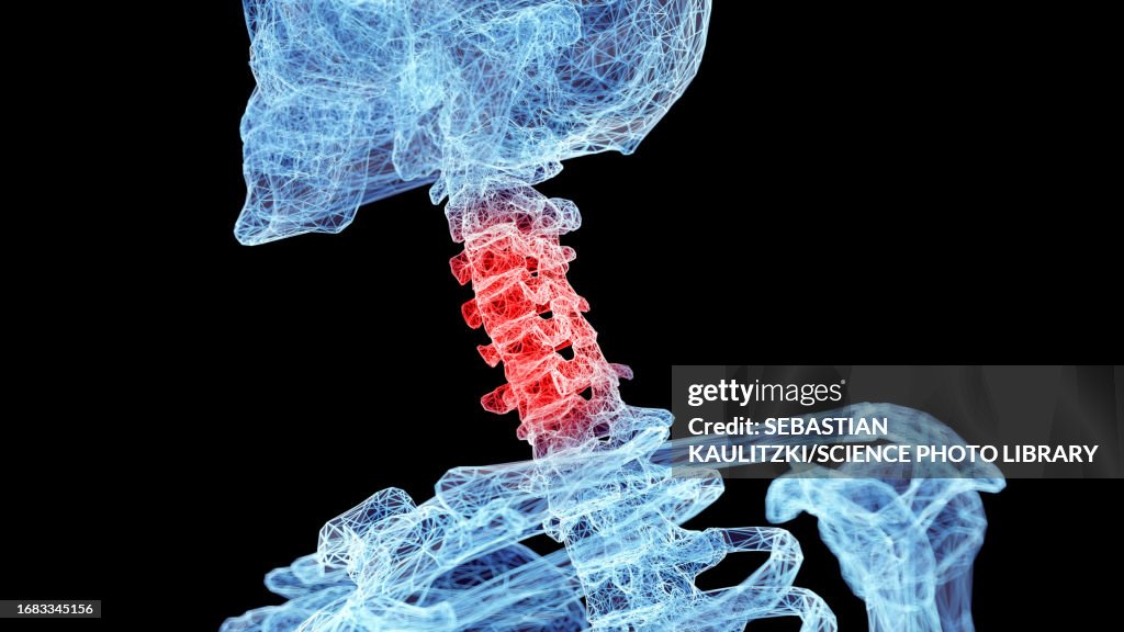 Neck Rotation Involven Bone Neck Bones Illustration High-Res Vector Graphic - Getty Images