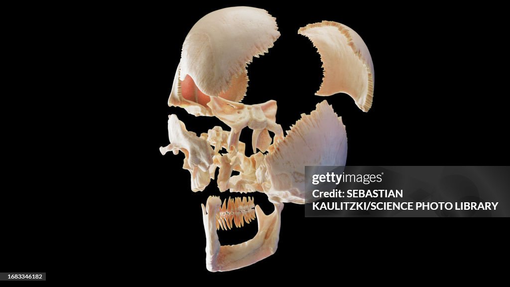 Skull, illustration