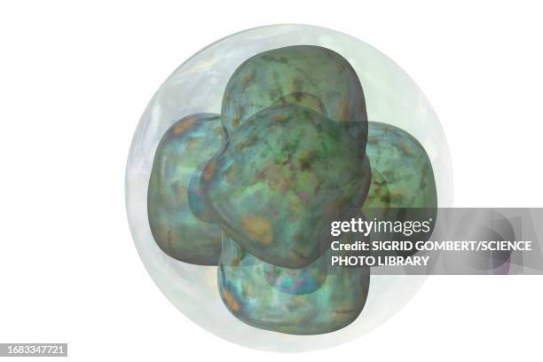 dividing cells, illustration - cytokinesis stock pictures, royalty-free photos & images