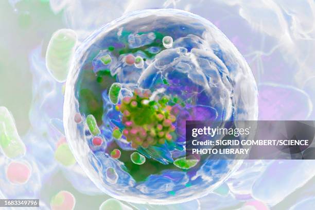 human cell, illustration - struttura cellulare foto e immagini stock