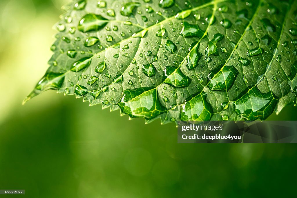 Water drops on leaf in sunshine