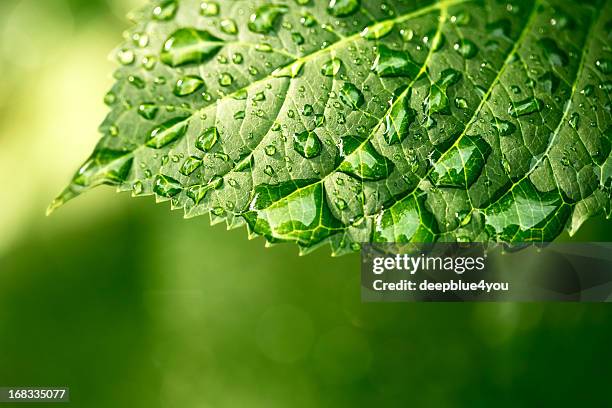 water drops on leaf in sunshine - dew bildbanksfoton och bilder