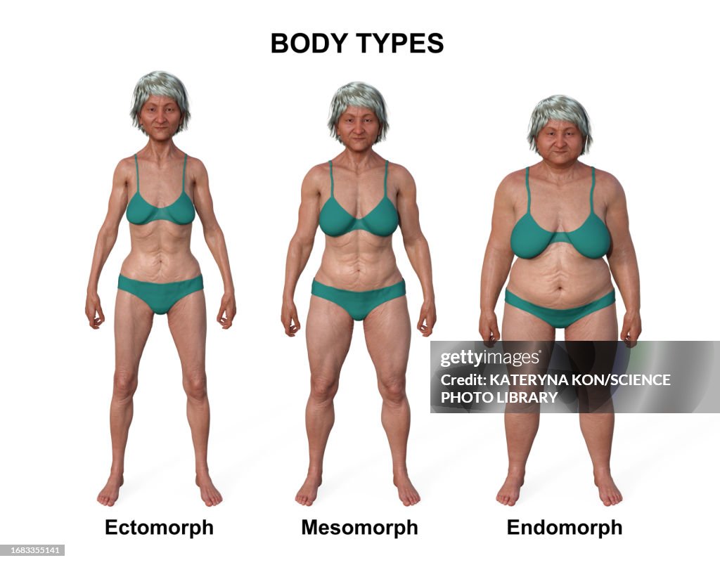 Female Body Types Illustration High-Res Vector Graphic - Getty Images