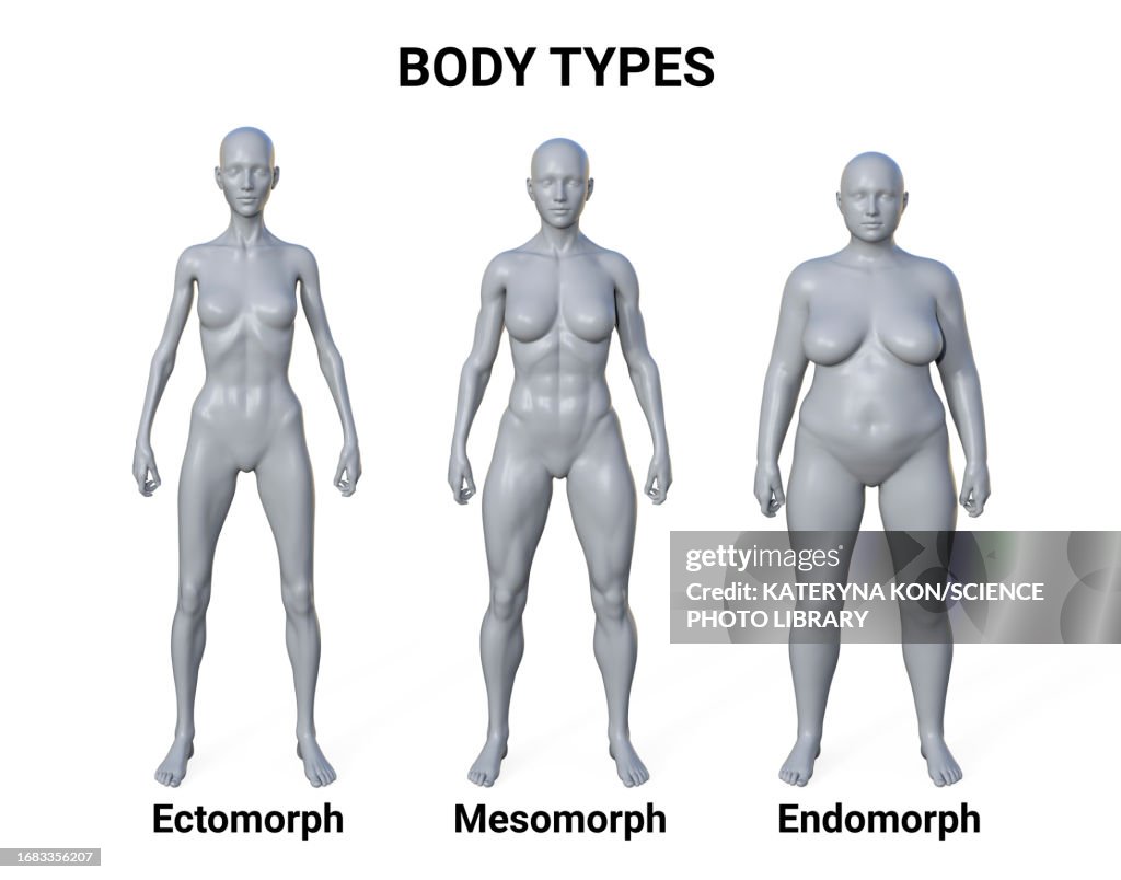 Body Types Photo Female Body Types Illustration High-Res Vector Graphic - Getty Images