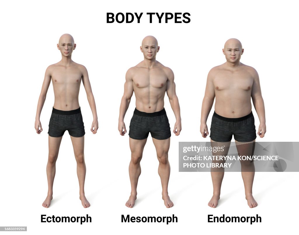Body Types Tutorial Male Body Types Illustration High-Res Vector Graphic - Getty Images