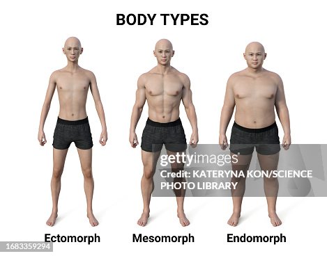 Lithe Man Body Type Male Body Types Illustration High-Res Vector Graphic - Getty Images
