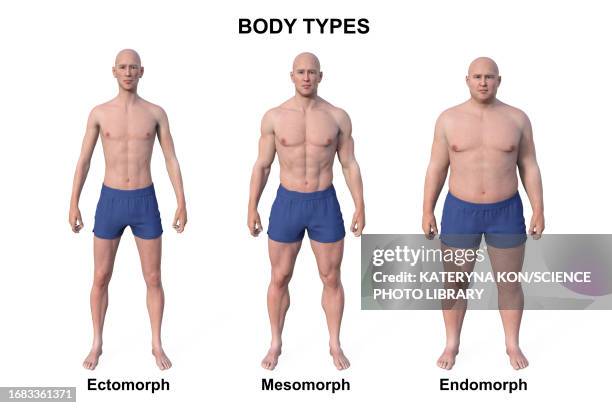 Statotypes Body Types Somatotypes Photos and Premium High Res Pictures - Getty Images