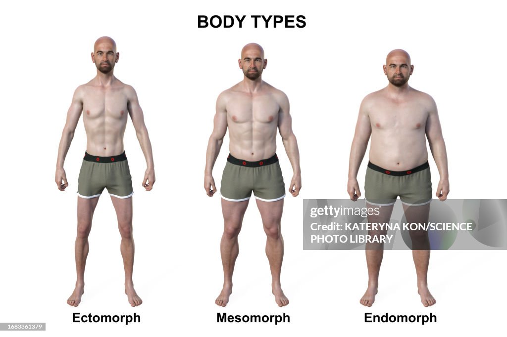 Lithe Man Body Type Male Body Types Illustration Ilustración de stock - Getty Images