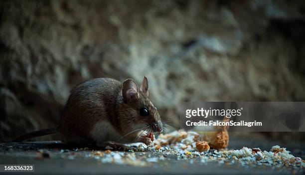 マウスの地下 - rat ストックフォトと画像