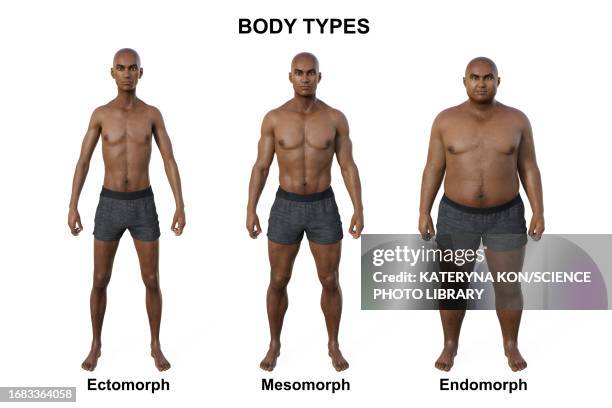 male body types, illustration - fat asian man stock illustrations