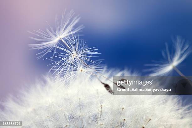 dandelion - paardebloemzaad stockfoto's en -beelden