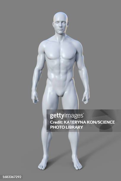 male mesomorph body type, illustration - exercise physiology stock illustrations