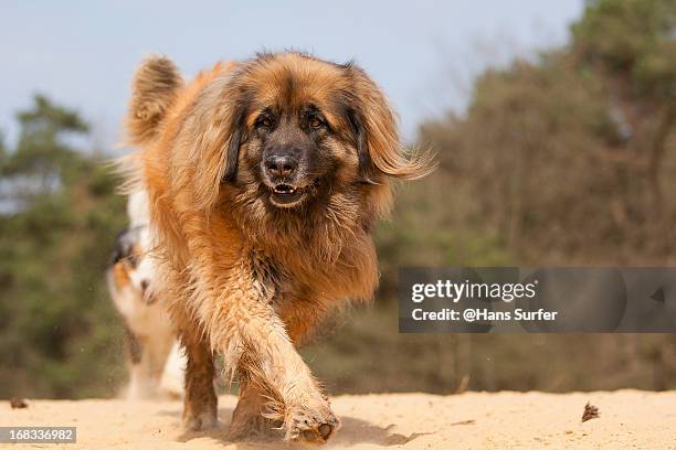 walking leonberger! - leonberger stock pictures, royalty-free photos & images