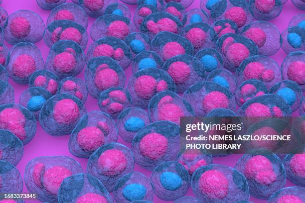 multiple myeloma, illustration - plasma cell stock illustrations