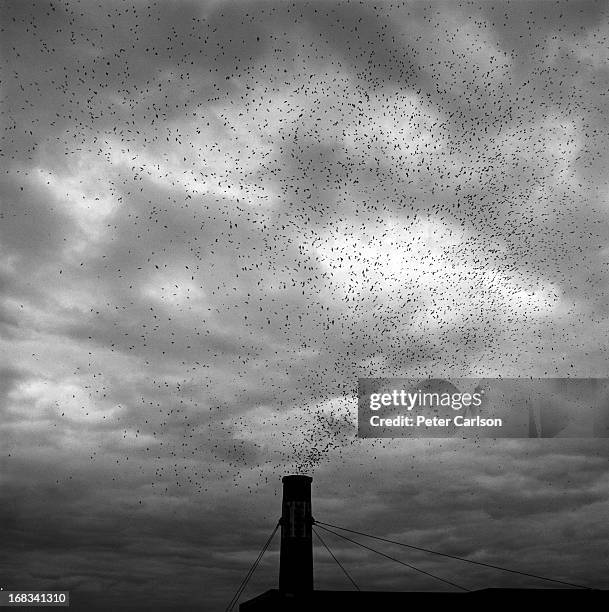 large flock of birds circling a chimney - chimney swift stock pictures, royalty-free photos & images