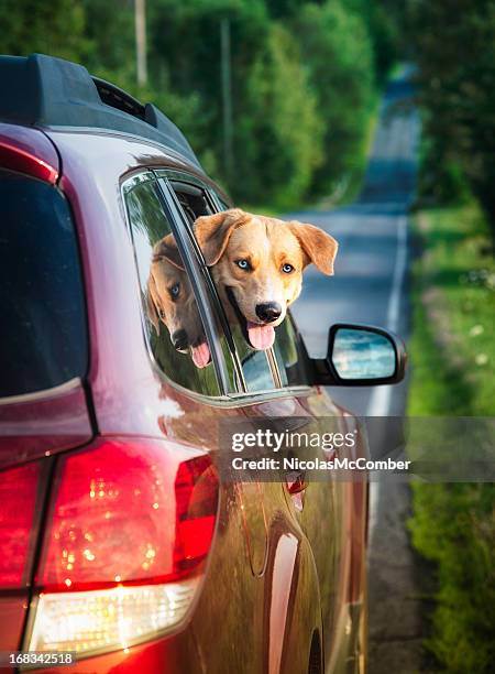 happy dog spähen aus dem fenster - nicolas berggruen stock-fotos und bilder