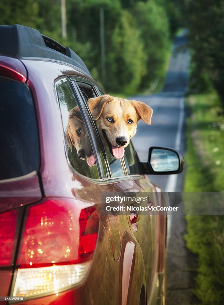 Happy dog peeking out of car window