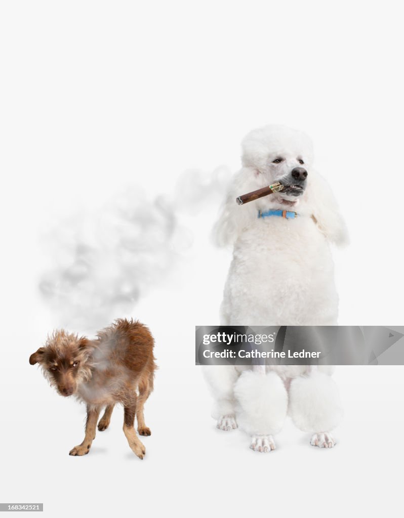 Poodle smoking Cigar with Mutt