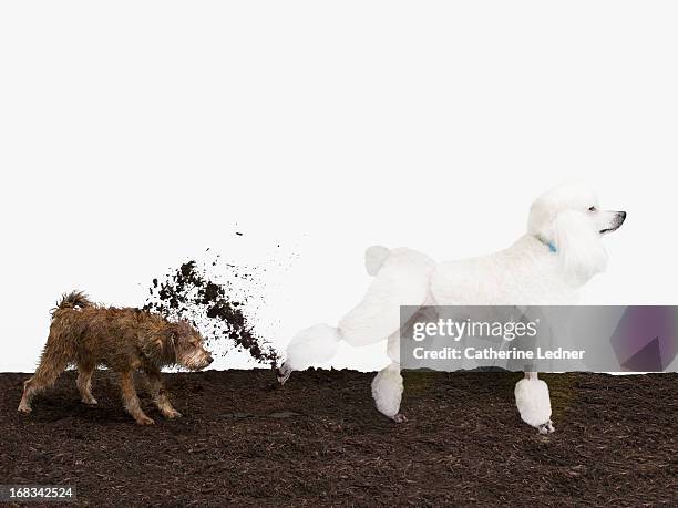 poodle kicking dirt in mutt's face - standard poodle stock-fotos und bilder