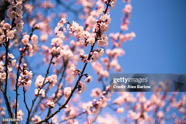 apricot blossoms - apricot blossom stock pictures, royalty-free photos & images