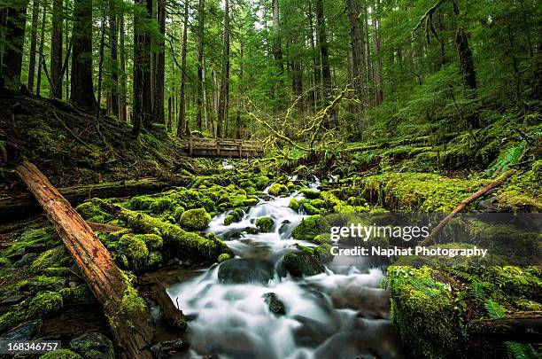 evergreen falls - olympic national park stockfoto's en -beelden