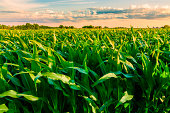 green cornfield ready for harvest, late afternoon light, sunset, Illinois