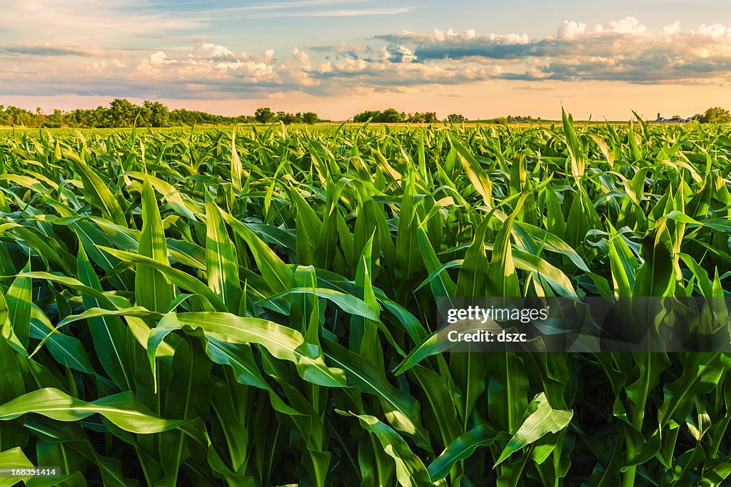Green cornfield ready for harvest, late afternoon light, sunset, Illinois