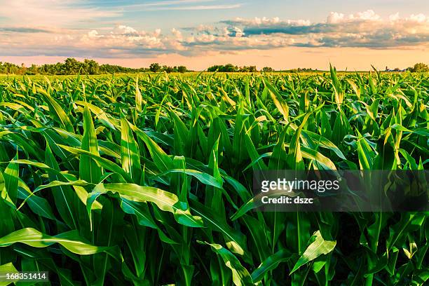 green cornfield pronto para a colheita, ao final da tarde luz, pôr do sol, illinois - leaf landscape green imagens e fotografias de stock