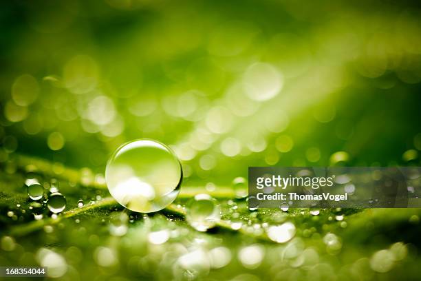 water drops on green leaf - water lily stockfoto's en -beelden