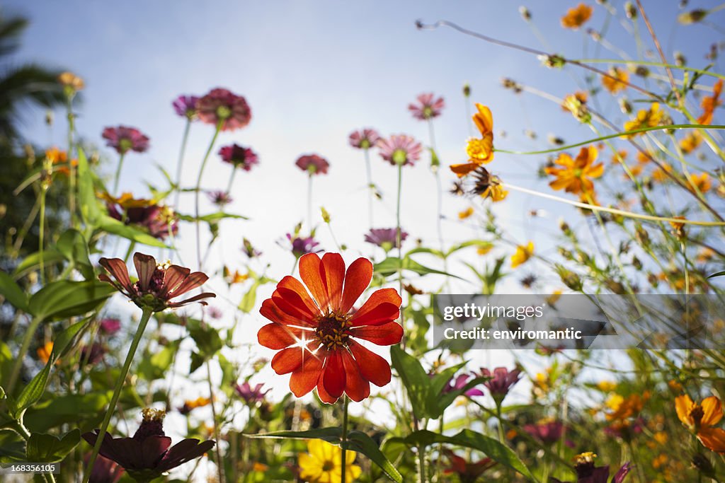 Schöne wilde Blumen auf einer Wiese.