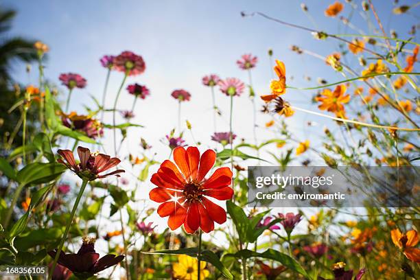 beautiful wild flowers in a meadow. - back lit flower stock pictures, royalty-free photos & images