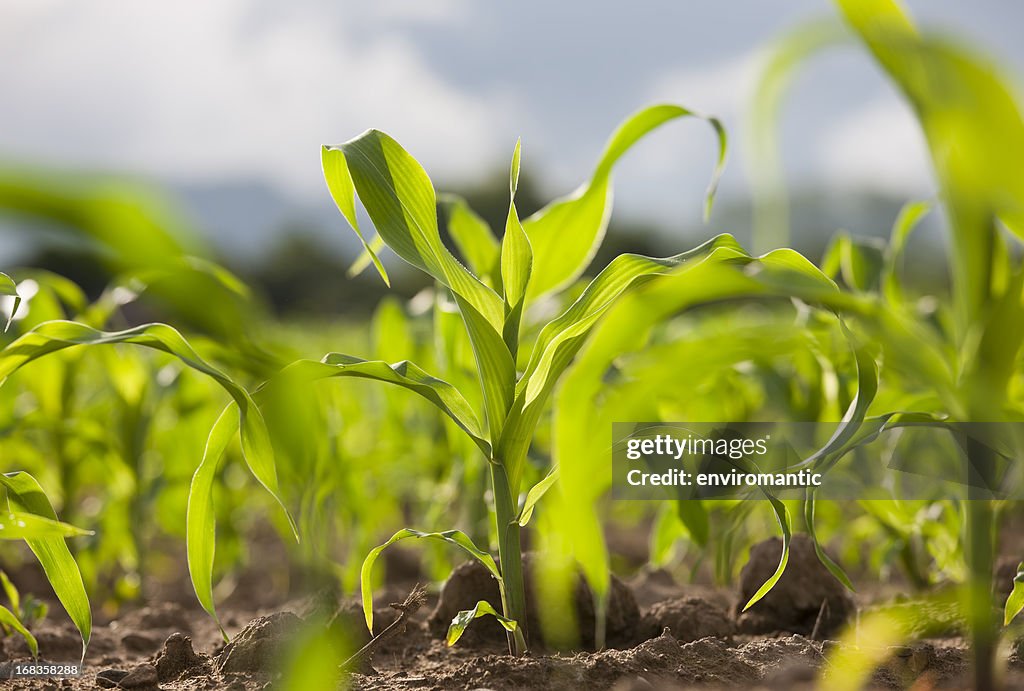 Young corn seedlings in a field.