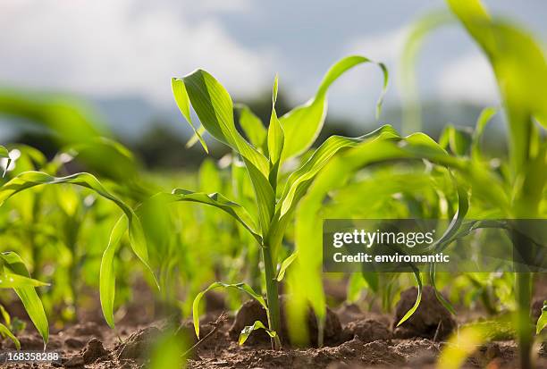 young corn seedlings in a field. - majs bildbanksfoton och bilder
