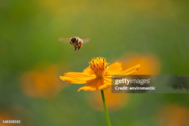 orange cosmos flower with bee flying. - cosmos flower stock pictures, royalty-free photos & images