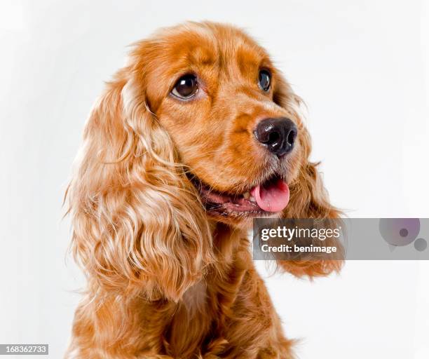 english cocker spaniel - hund freisteller stock-fotos und bilder