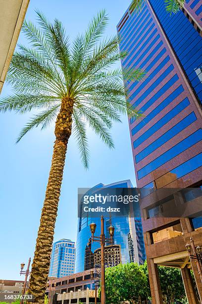 phoenix skyscraper and palm tree cityscape - phoenix arizona stock pictures, royalty-free photos & images