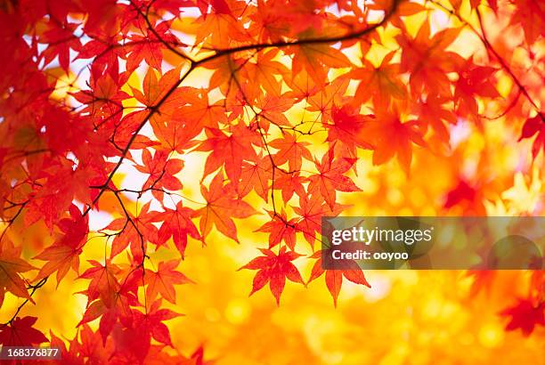 autumn colors - japanse esdoorn stockfoto's en -beelden