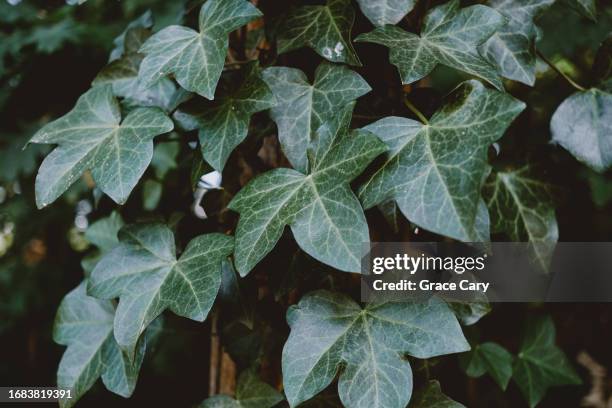 ivy covers tree trunk - edera foto e immagini stock