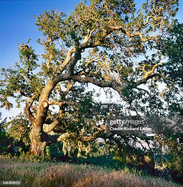 white oak tree - white oak tree stock pictures, royalty-free photos & images
