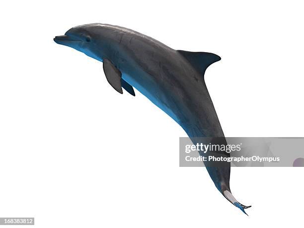 dolphin isolated - dolphins stock pictures, royalty-free photos & images