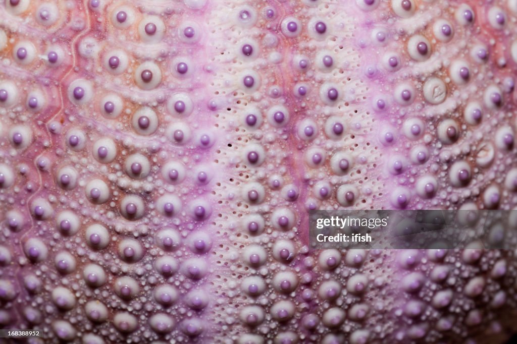 Purple Sea-Urchin Sphaerechinus granularis, Detail of Shell, Mediterranean Sea