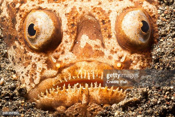 whitemargin stargazer buried in black sand of lembeh strait, indonesia - stargazer fish stock pictures, royalty-free photos & images